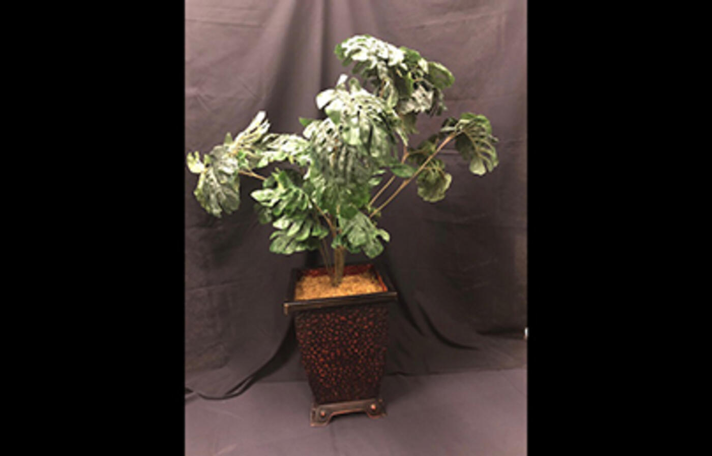 Silk plant