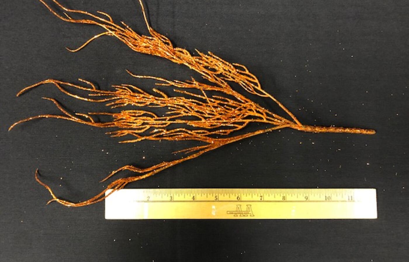 Orange coral 