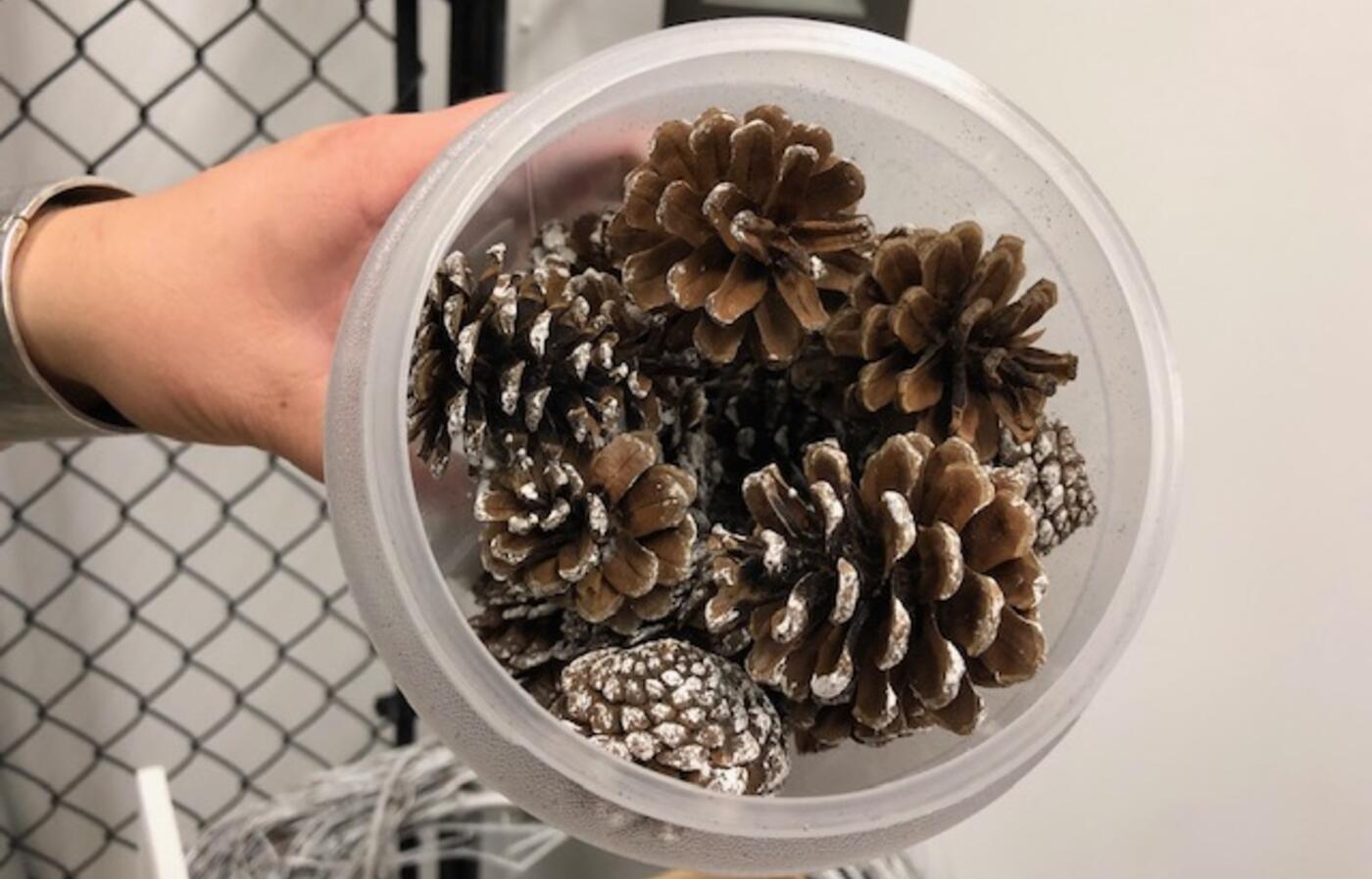 Pine cones