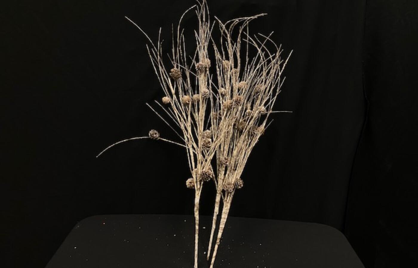 White pine stems